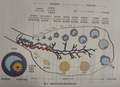 详解卵泡生命历程的划分阶段